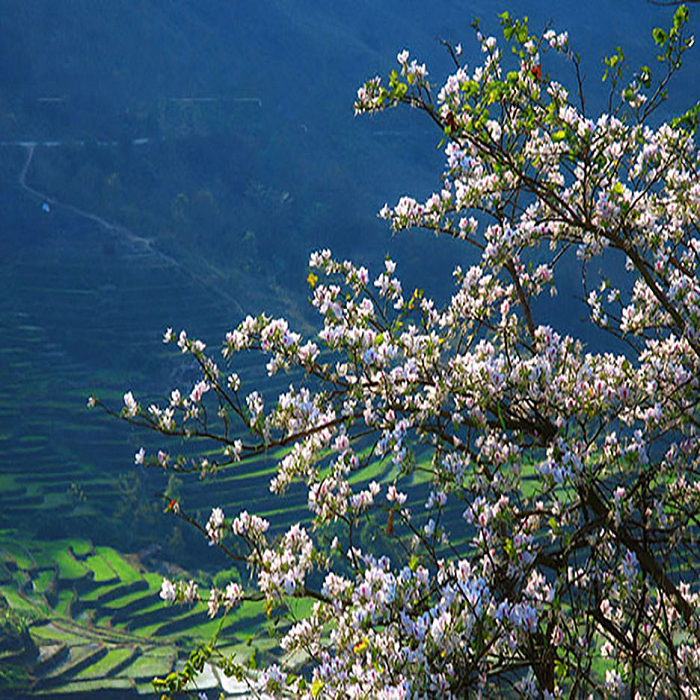 Du lịch Mộc Châu, kinh nghiệm du lịch Mộc Châu, hành trình khám phá Mộc Châu, KATA Travel, ĐỈnh Pha Luông, Thung Lũng Mận Nà Ka, Bản Thông Cuông, du lịch Tây Bắc